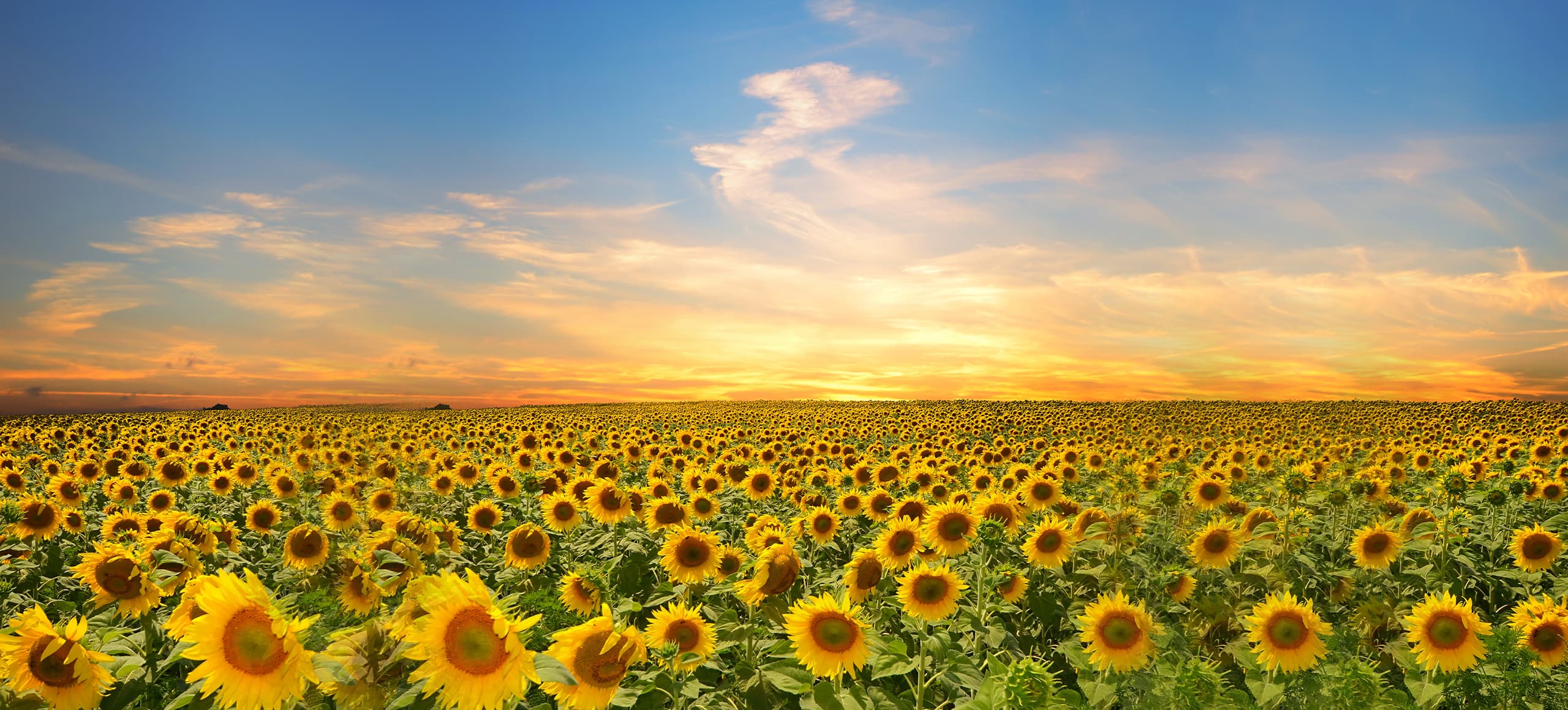 seo始終堅持結果化服務(wù)，讓企業(yè)都能享有營(yíng)銷(xiāo)創(chuàng  )造的價(jià)值！